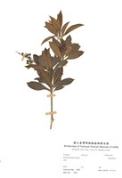 藏品(臺灣馬醉木)的圖片